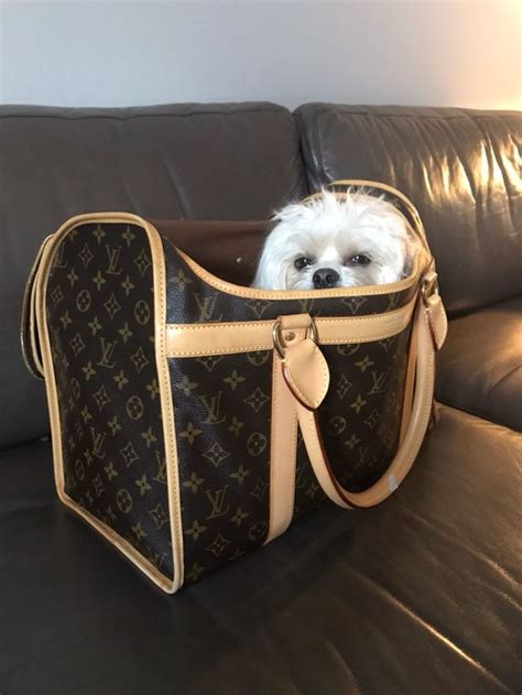 louis vuitton dog collar on dog|louis vuitton dog carrier 50.